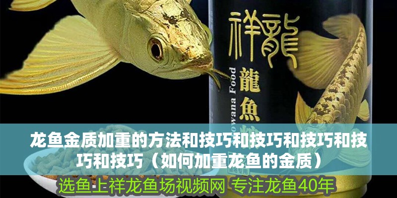 龍魚金質加重的方法和技巧和技巧和技巧和技巧和技巧（如何加重龍魚的金質）