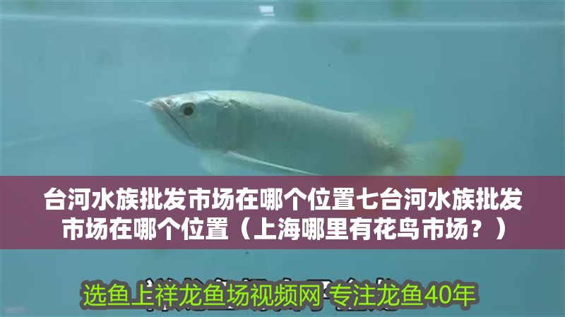 臺河水族批發市場在哪個位置七臺河水族批發市場在哪個位置（<strong><mark>上海</mark></strong>哪里有花鳥市場？）