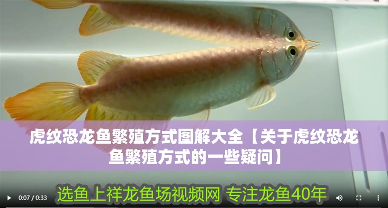 虎紋恐龍魚(yú)繁殖方式圖解大全【關(guān)于虎紋恐龍魚(yú)繁殖方式的一些疑問(wèn)】