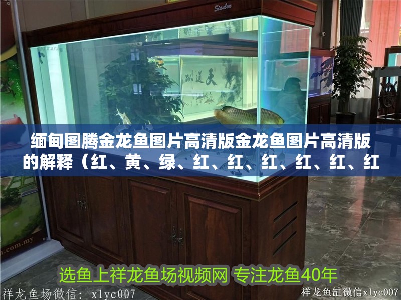 緬甸圖騰金龍魚圖片高清版金龍魚圖片高清版的解釋（紅、黃、綠、紅、紅、紅、紅、紅、紅、紅、紅、紅、紅、紅、紅）