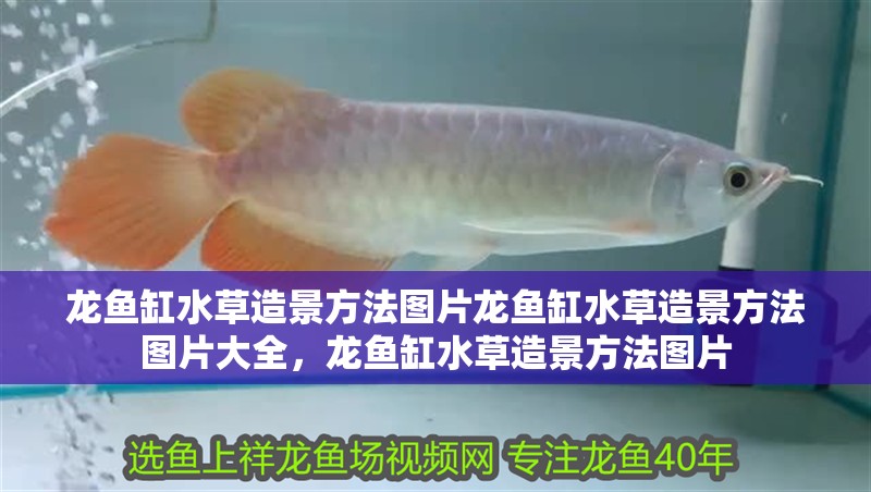 龍魚缸水草造景方法圖片龍魚缸水草造景方法圖片大全，龍魚缸水草造景方法圖片