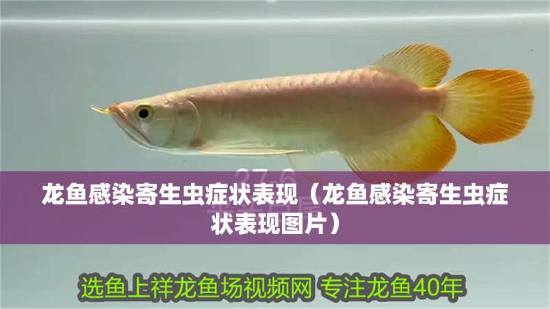 龍魚感染寄生蟲癥狀表現(xiàn)（龍魚感染寄生蟲癥狀表現(xiàn)圖片）