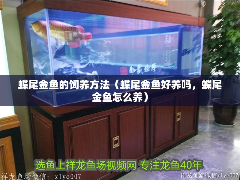 蝶尾金魚的飼養方法（蝶尾金魚好養嗎，蝶尾金魚怎么養）