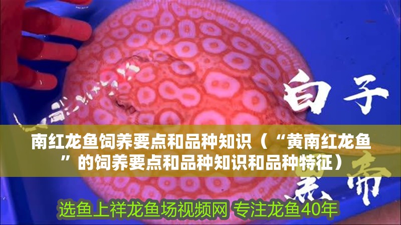 南紅龍魚飼養(yǎng)要點(diǎn)和品種知識(shí)（“黃南紅龍魚”的飼養(yǎng)要點(diǎn)和品種知識(shí)和品種特征）