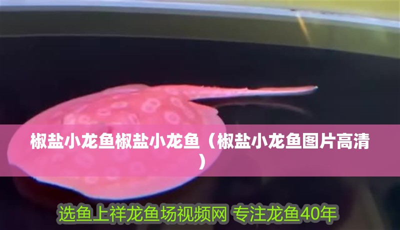 椒鹽小龍魚椒鹽小龍魚（椒鹽小龍魚圖片高清）