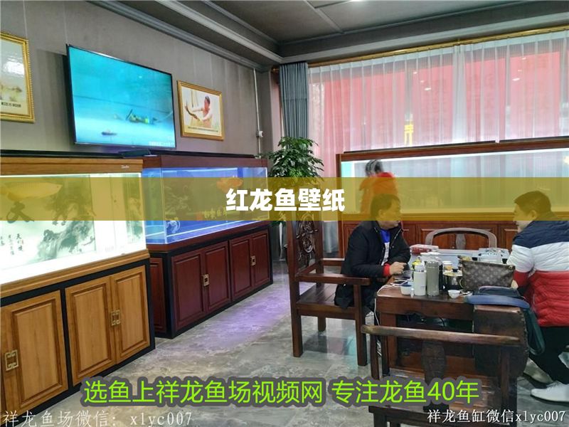 紅龍魚壁紙