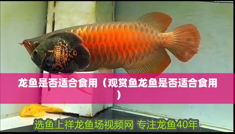龍魚是否適合食用（觀賞魚龍魚是否適合食用）