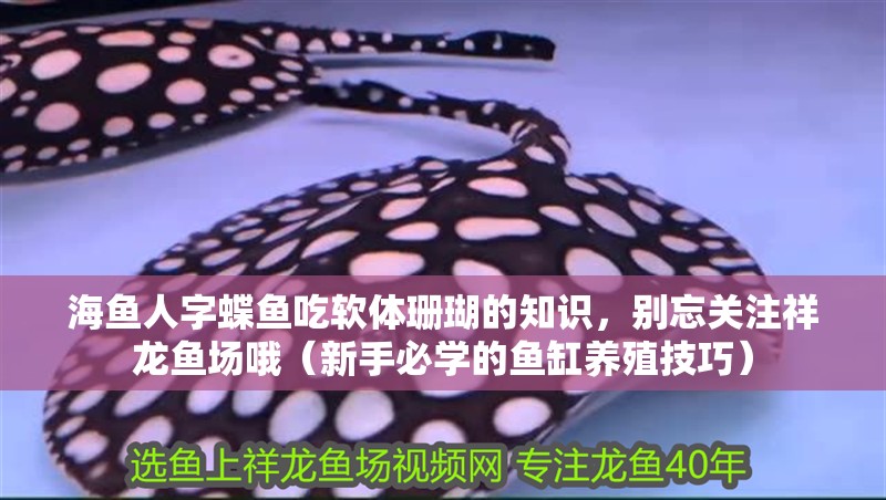 海魚人字蝶魚吃軟體珊瑚的知識，別忘關(guān)注祥龍魚場哦（新手必學的魚缸養(yǎng)殖技巧）