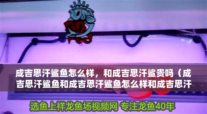 成吉思汗鯊魚怎么樣，和成吉思汗鯊貴嗎（成吉思汗鯊魚和成吉思汗鯊魚怎么樣和成吉思汗鯊魚怎么樣）