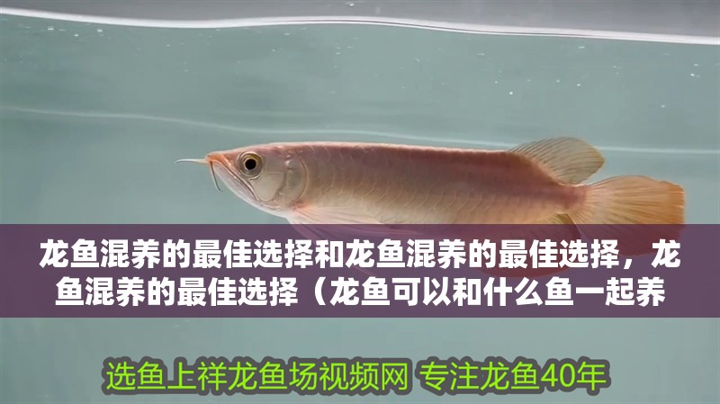 龍魚混養的最佳選擇和龍魚混養的最佳選擇，龍魚混養的最佳選擇（龍魚可以和什么魚一起養？）