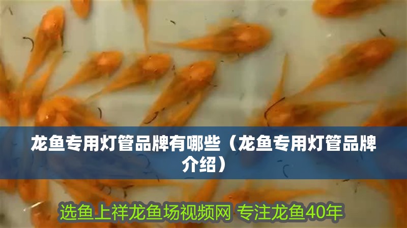 龍魚專用燈管品牌有哪些（龍魚專用燈管品牌介紹）