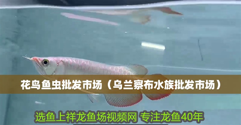 花鳥魚蟲批發(fā)市場（烏蘭察布水族批發(fā)市場）
