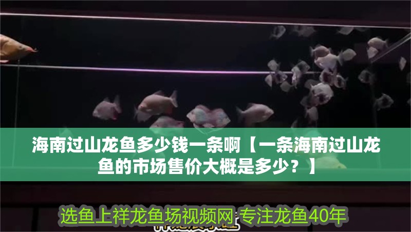 <strong><mark>海南</mark></strong>過山龍魚多少錢一條啊【一條<strong><mark>海南</mark></strong>過山龍魚的市場售價大概是多少？】