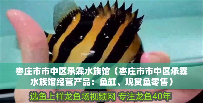 棗莊市市中區承霖水族館（棗莊市市中區承霖水族館經營產品：魚缸、觀賞魚零售）