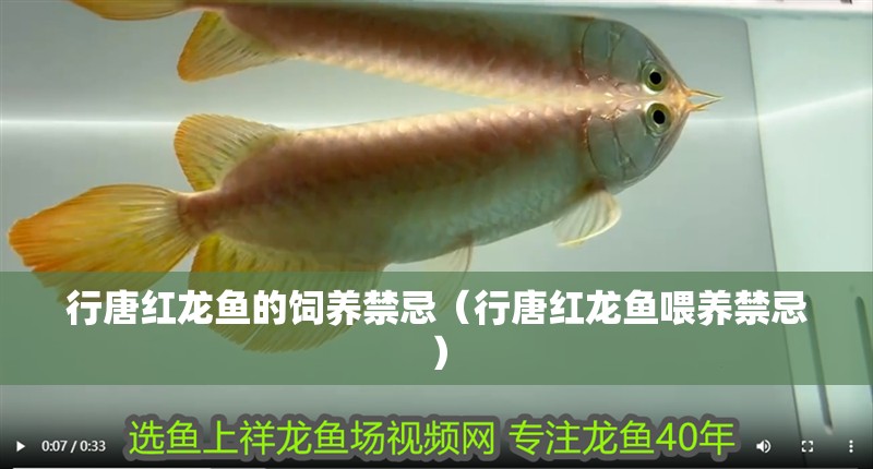行唐紅龍魚的飼養禁忌（行唐紅龍魚喂養禁忌）