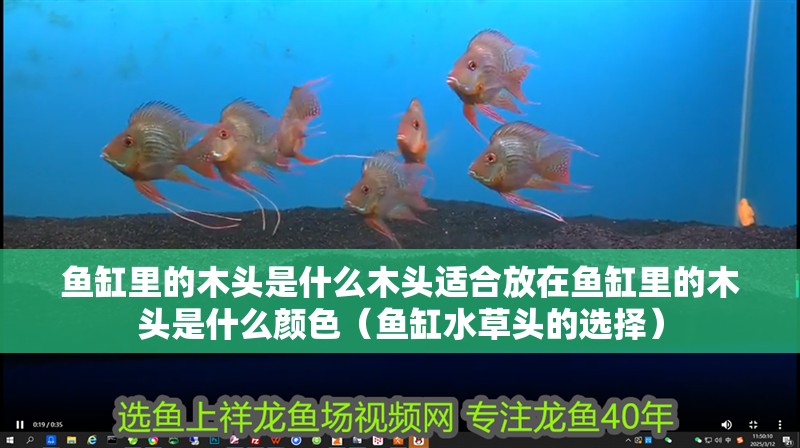 魚缸里的木頭是什么木頭適合放在魚缸里的木頭是什么顏色（魚缸水草頭的選擇）