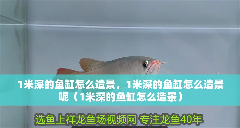 1米深的魚缸怎么造景，1米深的魚缸怎么造景呢（1米深的魚缸怎么造景）