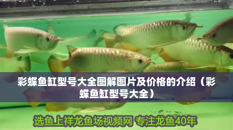 彩蝶魚缸型號大全圖解圖片及價格的介紹（彩蝶魚缸型號大全） 彩蝶魚缸型號大全圖解圖片及價格的介紹（彩蝶魚缸型號大全） 觀賞魚百科