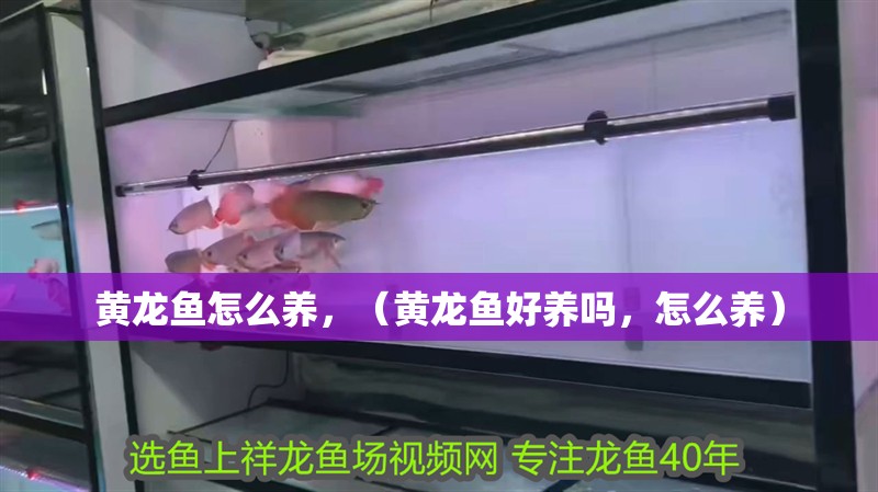 黃龍魚怎么養(yǎng)，（黃龍魚好養(yǎng)嗎，怎么養(yǎng)）