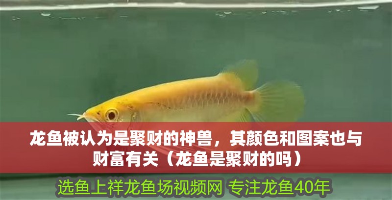 龍魚被認為是聚財的神獸，其顏色和圖案也與財富有關（龍魚是聚財的嗎）