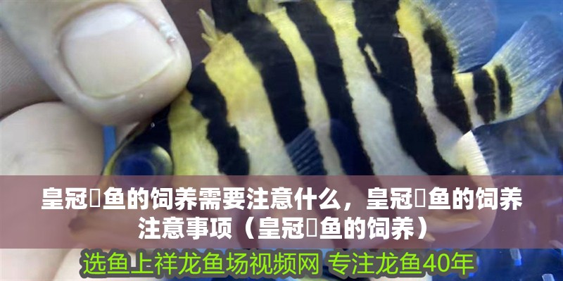 皇冠魟魚的飼養需要注意什么，皇冠魟魚的飼養注意事項（皇冠魟魚的飼養）