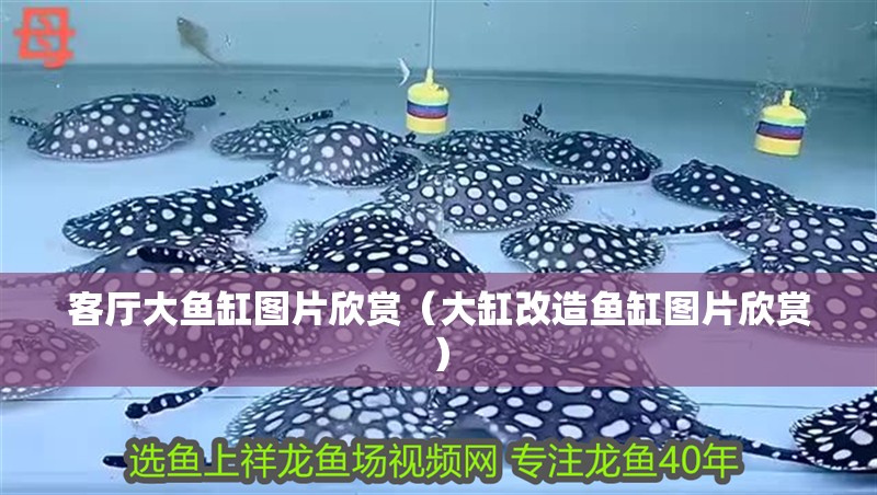 客廳大魚缸圖片欣賞（大缸改造魚缸圖片欣賞）