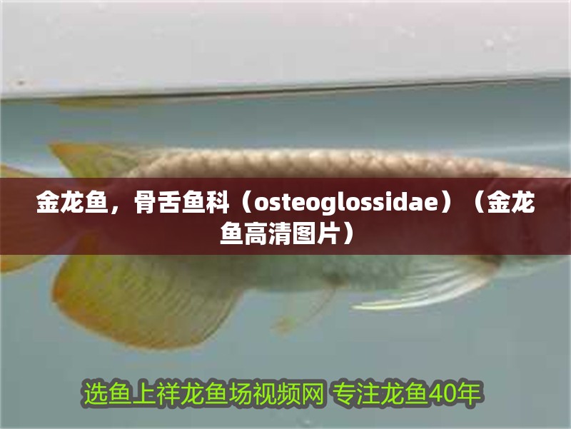 金龍魚，骨舌魚科（osteoglossidae）（金龍魚高清圖片）