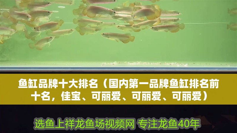 龍魚干蝦有營養嗎 魚缸品牌十大排名(國內第一品牌魚缸排名前十名,佳寶、可麗愛、可麗愛、可麗愛) 觀賞魚百科 魚缸品牌十大排名(國內第一品牌魚缸排名前十名,佳寶、可麗愛、可麗愛、可麗愛) 魚缸品牌十大排名(國內第一品牌魚缸排名前十名,佳寶、可麗愛、可麗愛、可麗愛) 觀賞魚百科