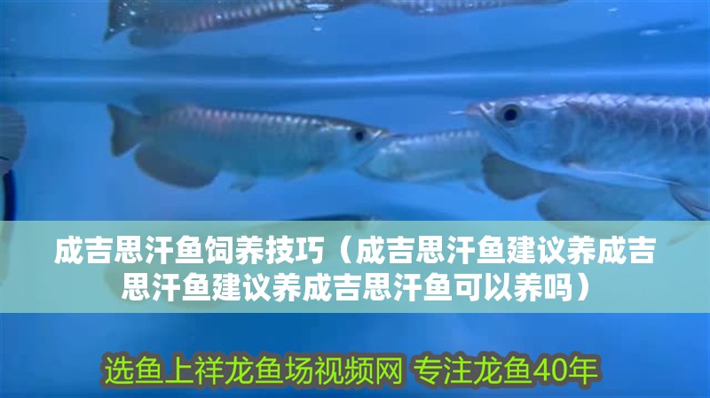 成吉思汗魚飼養技巧（成吉思汗魚建議養成吉思汗魚建議養成吉思汗魚可以養嗎）