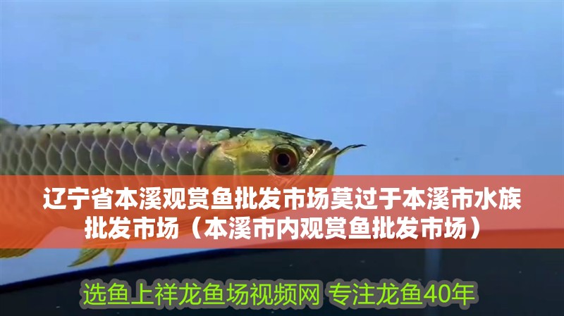 遼寧省本溪觀賞魚批發市場莫過于本溪市水族批發市場（本溪市內觀賞魚批發市場）