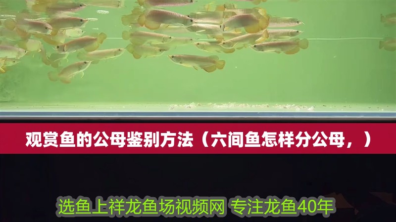 觀賞魚的公母鑒別方法（六間魚怎樣分公母，）