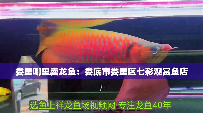 婁星哪里賣龍魚：婁底市婁星區七彩觀賞魚店