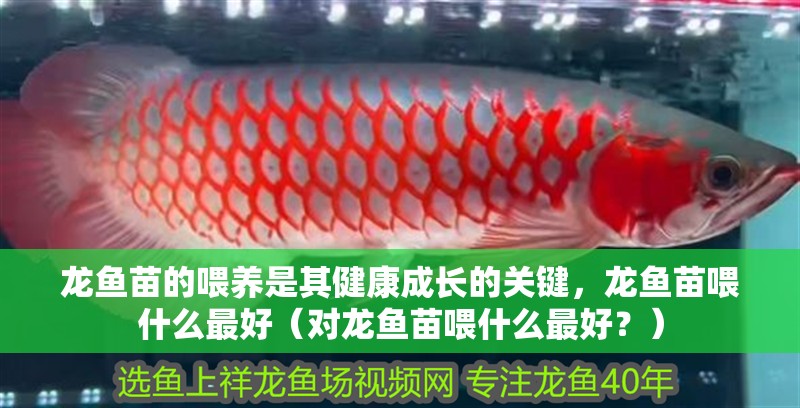 龍魚苗的喂養(yǎng)是其健康成長的關(guān)鍵，龍魚苗喂什么最好（對龍魚苗喂什么最好？）