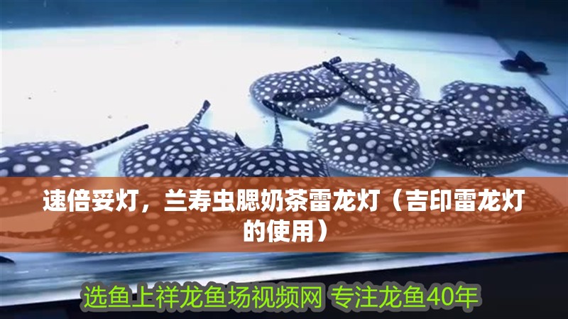 速倍妥燈,蘭壽蟲腮奶茶雷龍燈(吉印雷龍燈的使用)