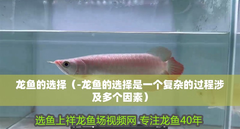 龍魚的選擇（-龍魚的選擇是一個復雜的過程涉及多個因素）