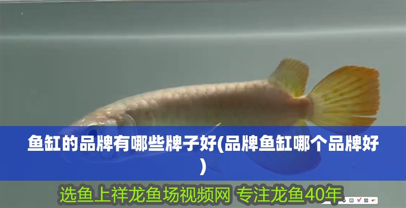 魚缸的品牌有哪些牌子好(品牌魚缸哪個品牌好)