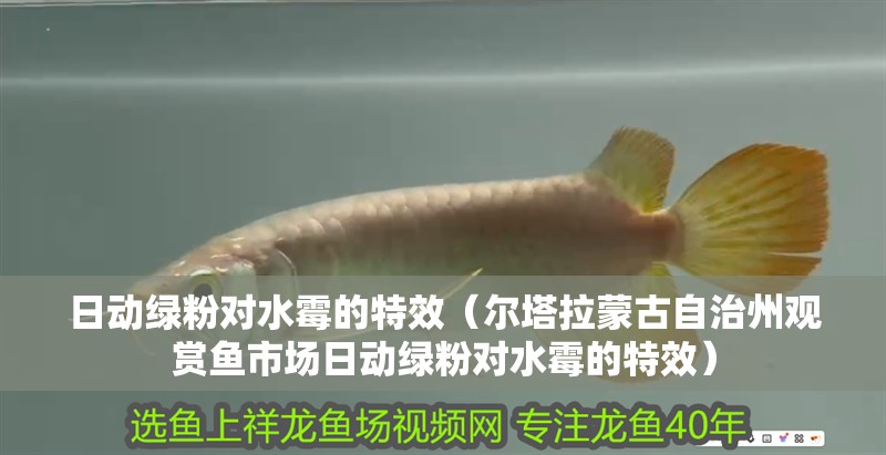 日動綠粉對水霉的特效（爾塔拉蒙古自治州觀賞魚市場日動綠粉對水霉的特效）