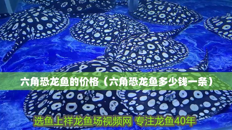 六角恐龍魚的價(jià)格（六角恐龍魚多少錢一條）