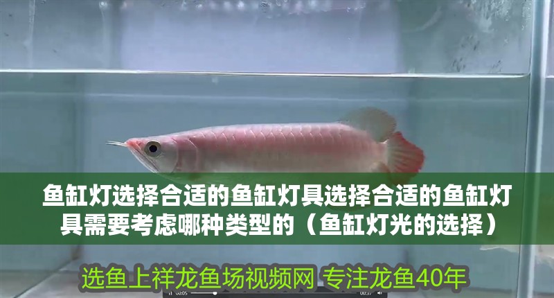 魚缸燈選擇合適的魚缸燈具選擇合適的魚缸燈具需要考慮哪種類型的（魚缸燈光的選擇）