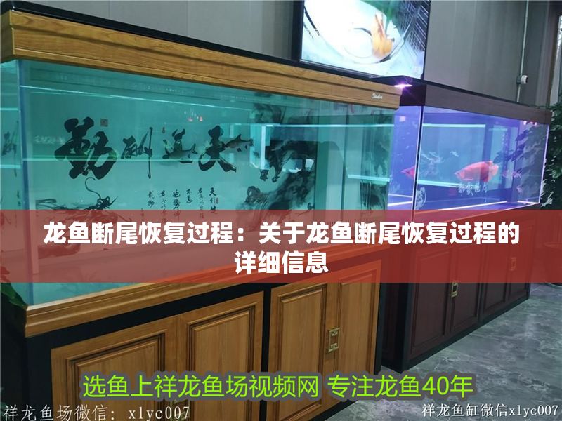 龍魚斷尾恢復(fù)過程：關(guān)于龍魚斷尾恢復(fù)過程的詳細(xì)信息