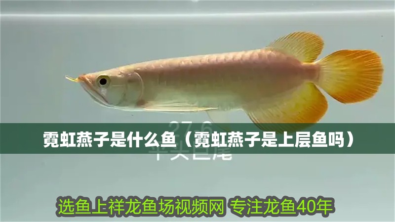 霓虹燕子是什么魚（霓虹燕子是上層魚嗎）