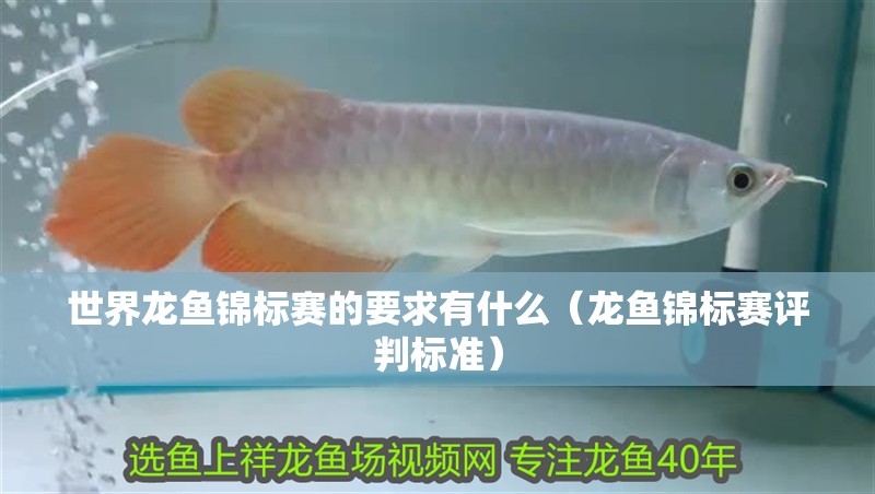 世界龍魚錦標(biāo)賽的要求有什么（龍魚錦標(biāo)賽評(píng)判標(biāo)準(zhǔn)）