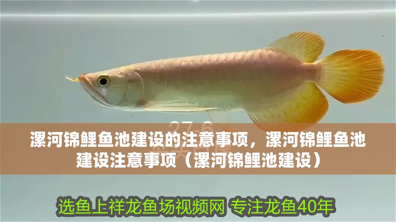 漯河錦鯉魚池建設(shè)的注意事項，漯河錦鯉魚池建設(shè)注意事項（漯河錦鯉池建設(shè)）