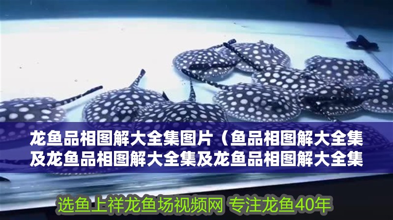 龍魚品相圖解大全集圖片（魚品相圖解大全集及龍魚品相圖解大全集及龍魚品相圖解大全集圖片） 龍魚品相圖解大全集圖片（魚品相圖解大全集及龍魚品相圖解大全集及龍魚品相圖解大全集圖片） 觀賞魚百科 第2張