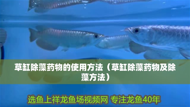 草缸除藻藥物的使用方法（草缸除藻藥物及除藻方法）