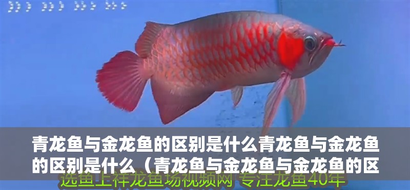 青龍魚與金龍魚的區別是什么青龍魚與金龍魚的區別是什么（青龍魚與金龍魚與金龍魚的區別是什么青龍魚與金龍魚的區別是什么）
