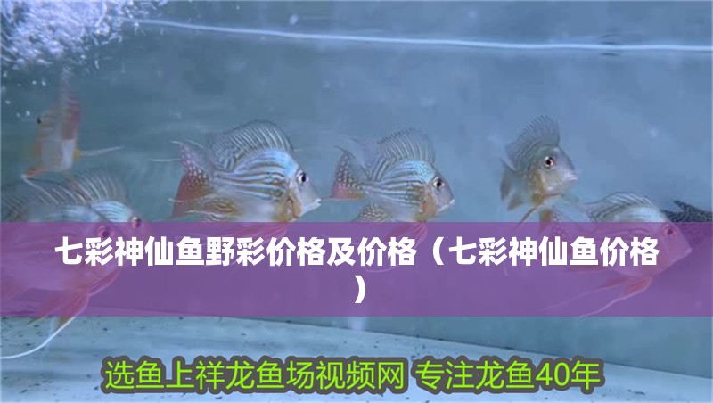 七彩神仙魚野彩價格及價格（七彩神仙魚價格）