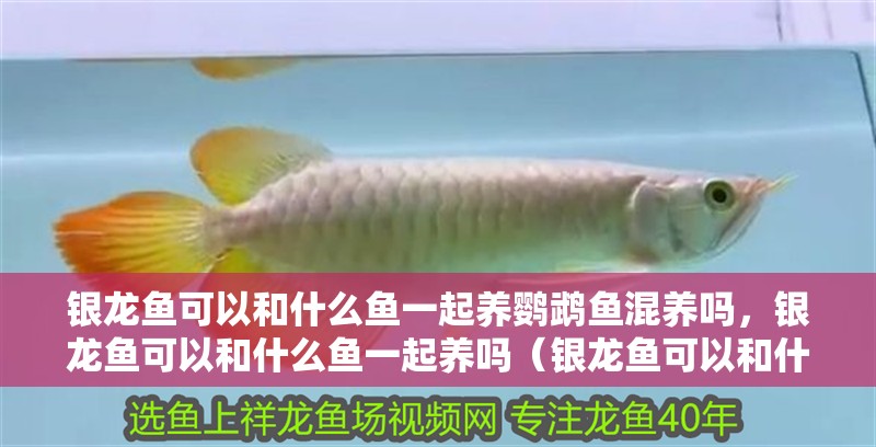 銀龍魚可以和什么魚一起養鸚鵡魚混養嗎,銀龍魚可以和什么魚一起養嗎(銀龍魚可以和什么魚一起養鸚鵡魚一起養鸚鵡魚混養嗎) 觀賞魚百科 第2張 銀龍魚可以和什么魚一起養鸚鵡魚混養嗎,銀龍魚可以和什么魚一起養嗎(銀龍魚可以和什么魚一起養鸚鵡魚一起養鸚鵡魚混養嗎) 銀龍魚可以和什么魚一起養鸚鵡魚混養嗎,銀龍魚可以和什么魚一起養嗎(銀龍魚可以和什么魚一起養鸚鵡魚一起養鸚鵡魚混養嗎) 觀賞魚百科 第2張