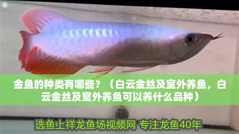 金魚的種類有哪些？（白云金絲及室外養魚，白云金絲及室外養魚可以養什么品種）