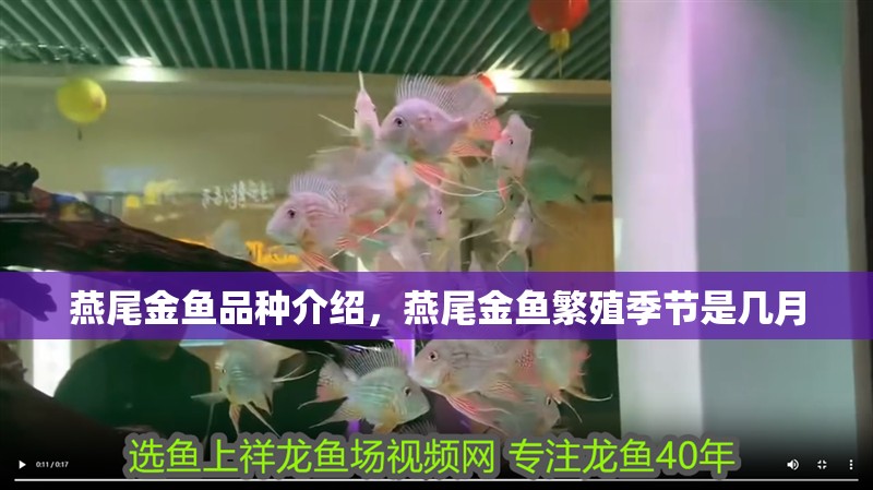 燕尾金魚品種介紹，燕尾金魚繁殖季節是幾月